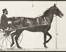 Plate 605 'Reuben' trotting, harnessed to sulky — figure reference
